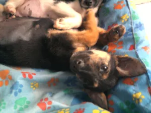 Cachorro raça Mestiça Pastor idade 2 a 6 meses nome Cindy