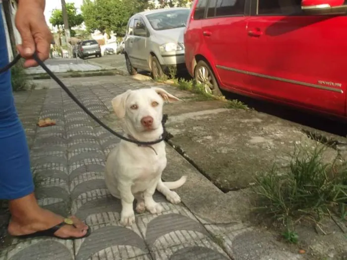 Cachorro ra a SRD idade 2 a 6 meses nome ANITA