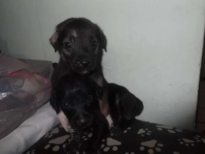 Cachorro ra a SRD idade 2 a 6 meses nome BEBES SÃO VICENTE