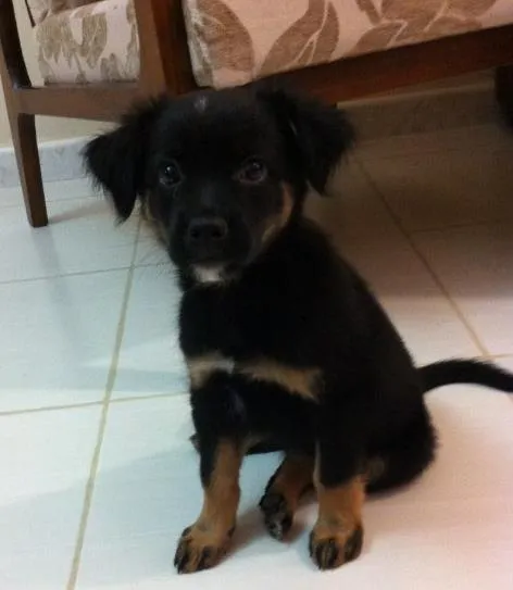 Cachorro ra a  idade 2 a 6 meses nome Lucy