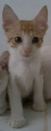 Gato raça  idade Abaixo de 2 meses nome Miau