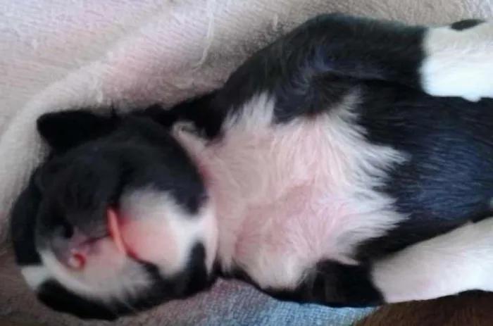 Cachorro ra a Viralata idade Abaixo de 2 meses nome Isabela e Manu