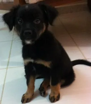 Cachorro raça  idade 2 a 6 meses nome Lucy