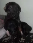 BEBES SÃO VICENTE
