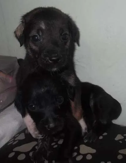 Cachorro ra a SRD idade 2 a 6 meses nome BEBES SÃO VICENTE