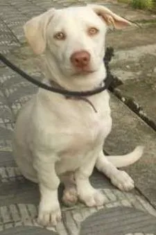 Cachorro raça SRD idade 2 a 6 meses nome ANITA