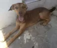 Belinha