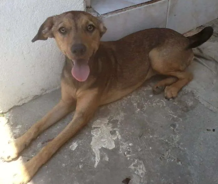 Cachorro ra a Mistura de Pinscher idade 1 ano nome Belinha