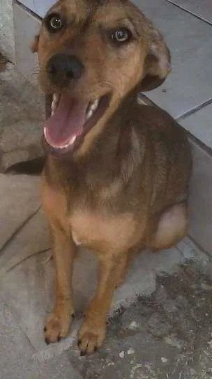 Cachorro ra a Mistura de Pinscher idade 1 ano nome Belinha