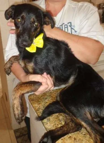 Cachorro raça SRD idade 7 a 11 meses nome Docinho