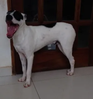 Cachorro raça vira lata idade 1 ano nome Chico
