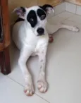 Chico