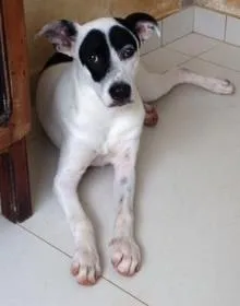 Cachorro ra a vira lata idade 1 ano nome Chico
