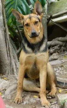 Cachorro raça SRD idade 7 a 11 meses nome Mickey