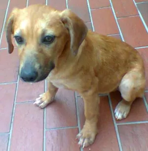 Cachorro raça Vira Lata idade 2 a 6 meses nome Mila
