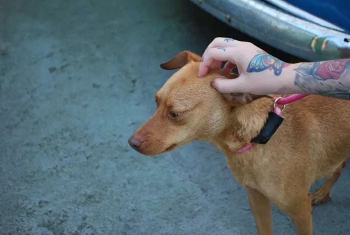 Cachorro ra a  idade 1 ano nome Nna