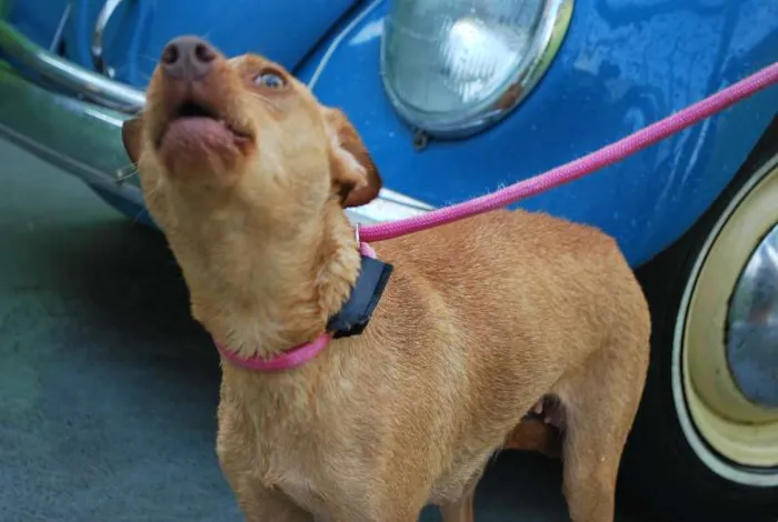 Cachorro ra a  idade 1 ano nome Nna