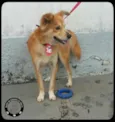 Kio