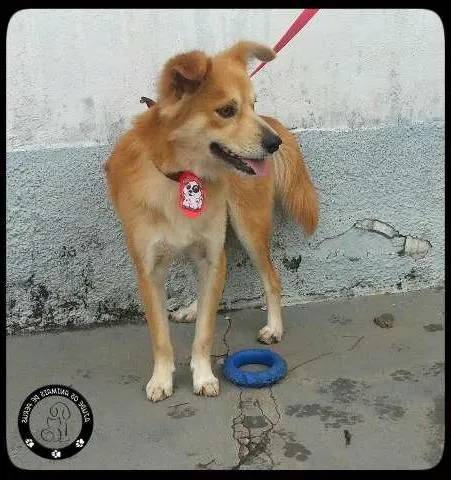 Cachorro ra a Mestiço idade 1 ano nome Kio
