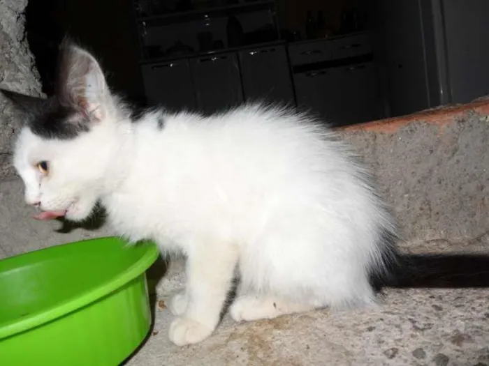 Gato raça  idade 2 a 6 meses nome mimoso