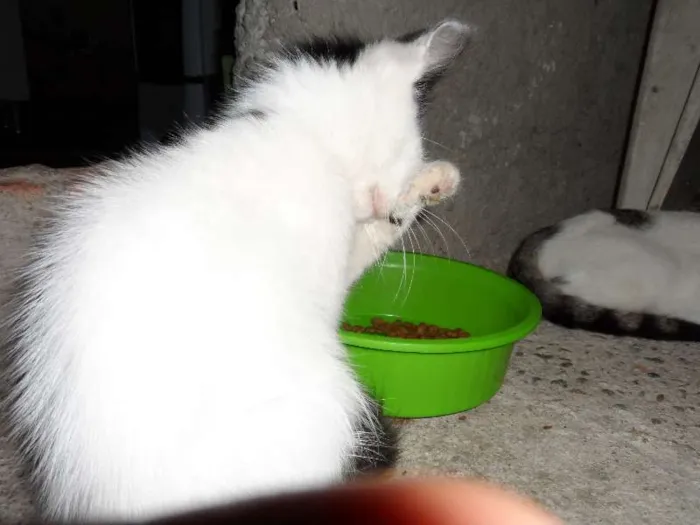 Gato raça  idade 2 a 6 meses nome mimoso