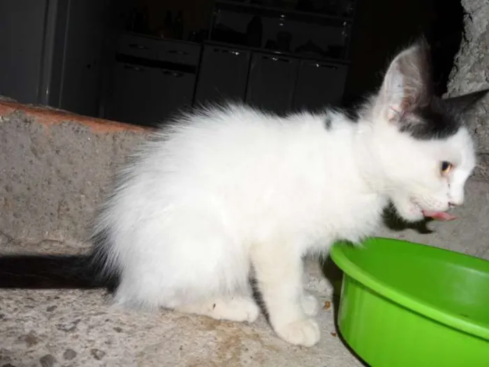 Gato raça  idade 2 a 6 meses nome mimoso