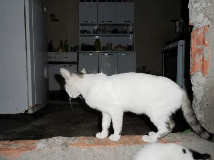 Gato raça  idade 1 ano nome Layla