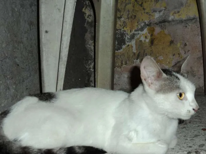 Gato raça  idade 1 ano nome Layla