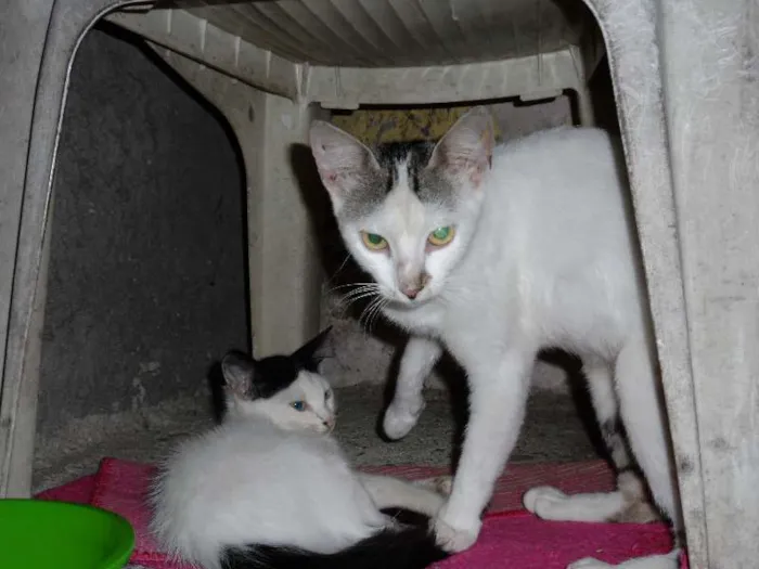 Gato raça  idade 1 ano nome Layla