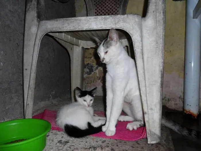 Gato raça  idade 1 ano nome Layla