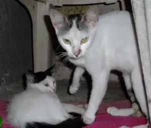 Gato raça  idade 1 ano nome Layla