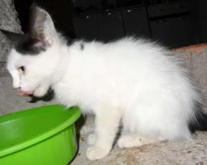 Gato raça  idade 2 a 6 meses nome mimoso