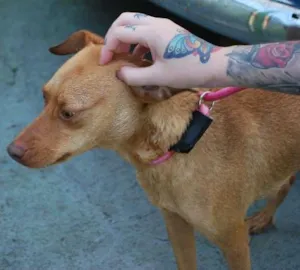 Cachorro raça  idade 1 ano nome Nna