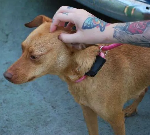 Cachorro ra a  idade 1 ano nome Nna