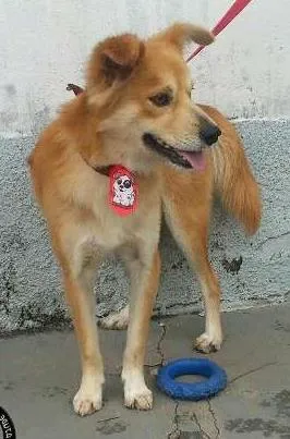 Cachorro ra a Mestiço idade 1 ano nome Kio