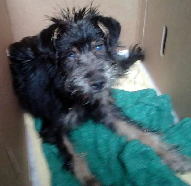 Cachorro ra a SRD idade  nome Linda Cadelinha