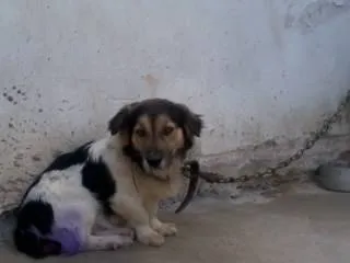 Cachorro ra a vira lata idade 4 anos nome Toby