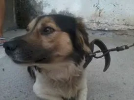 Cachorro ra a vira lata idade 4 anos nome Toby