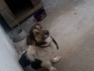 Cachorro ra a vira lata idade 4 anos nome Toby