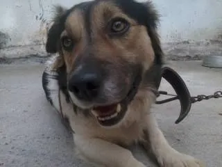 Cachorro ra a vira lata idade 4 anos nome Toby