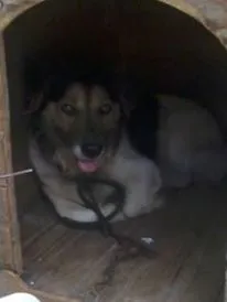 Cachorro ra a vira lata idade 4 anos nome Toby