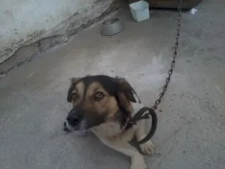Cachorro ra a vira lata idade 4 anos nome Toby