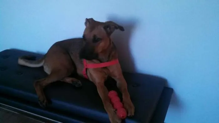 Cachorro ra a  idade 1 ano nome sem nome