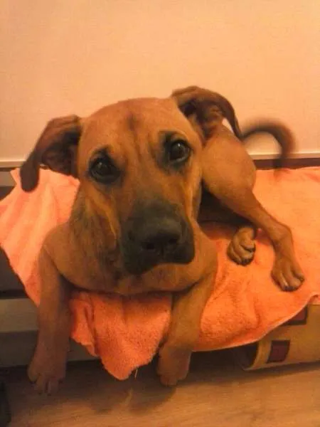 Cachorro ra a  idade 1 ano nome sem nome