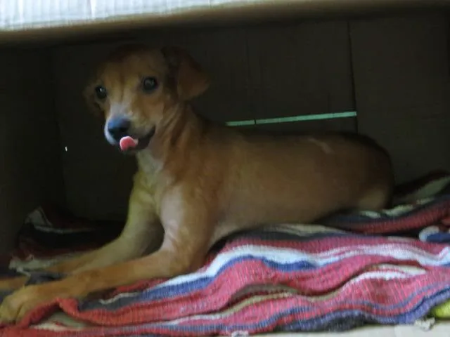 Cachorro ra a Indefinida idade 2 a 6 meses nome Nenhum