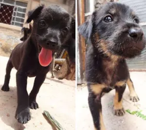 Cachorro raça SRD idade 2 a 6 meses nome Não definido