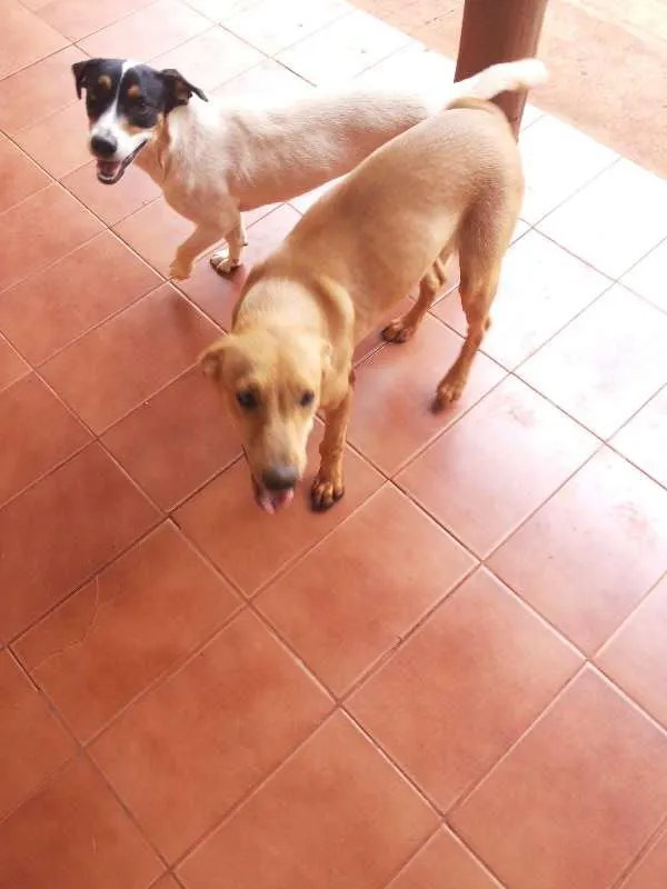 Cachorro ra a SRD idade  nome Lindas cadelinhas