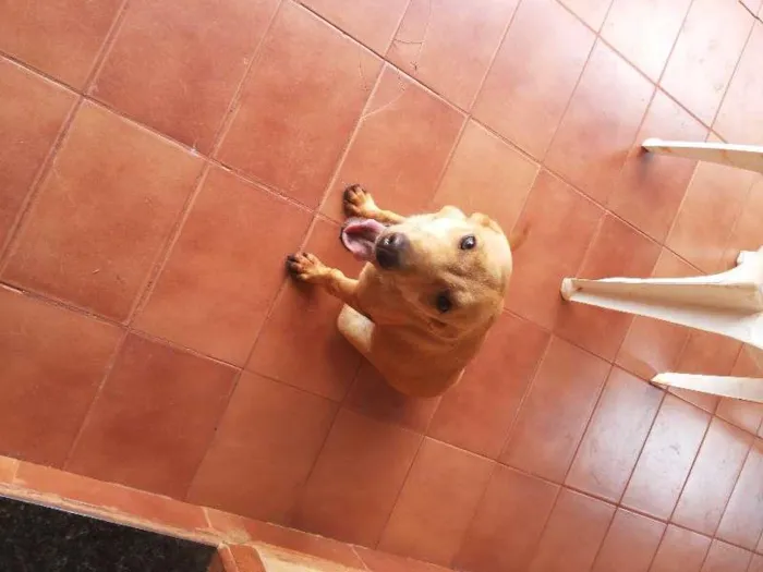 Cachorro ra a SRD idade  nome Lindas cadelinhas