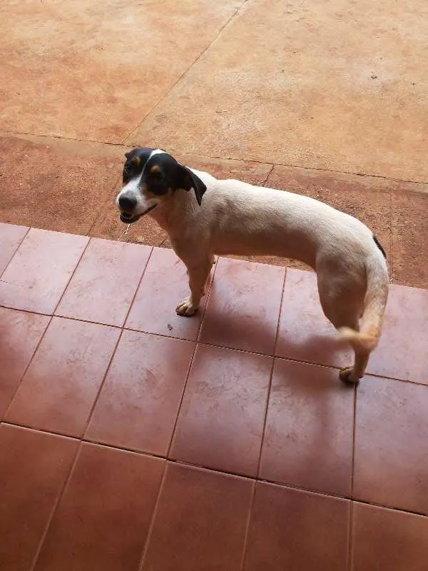 Cachorro ra a SRD idade  nome Lindas cadelinhas
