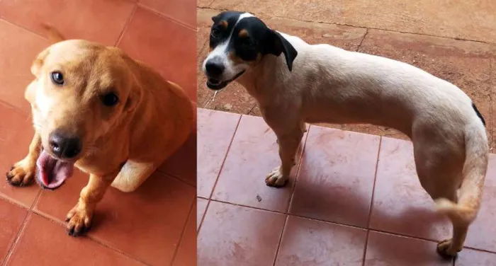 Cachorro ra a SRD idade  nome Lindas cadelinhas